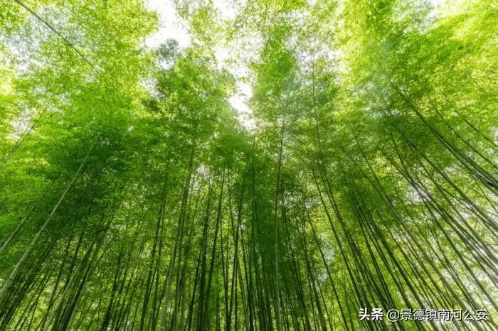 写夏天的古诗有哪些（关于描写夏天的古诗诗句分享） 第5张