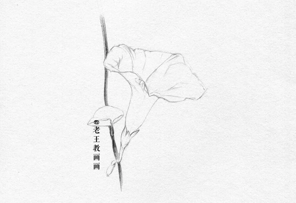 素描零基础小白也能画好画，这套详细的教程分享给你 第5张