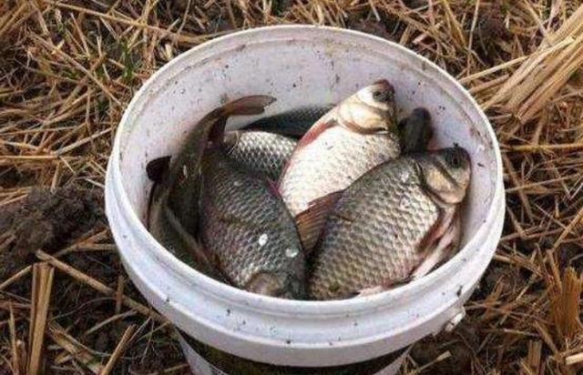 在小杂鱼闹钩比较严重时，记住4个调整技巧 第7张
