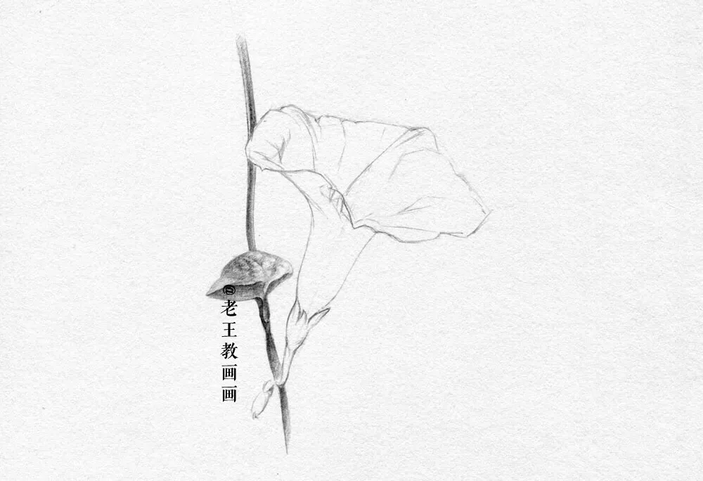 素描零基础小白也能画好画，这套详细的教程分享给你 第7张