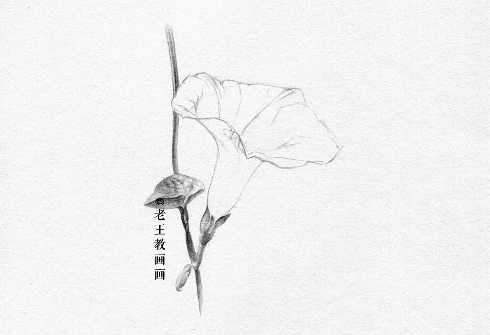 素描零基础小白也能画好画，这套详细的教程分享给你 第9张