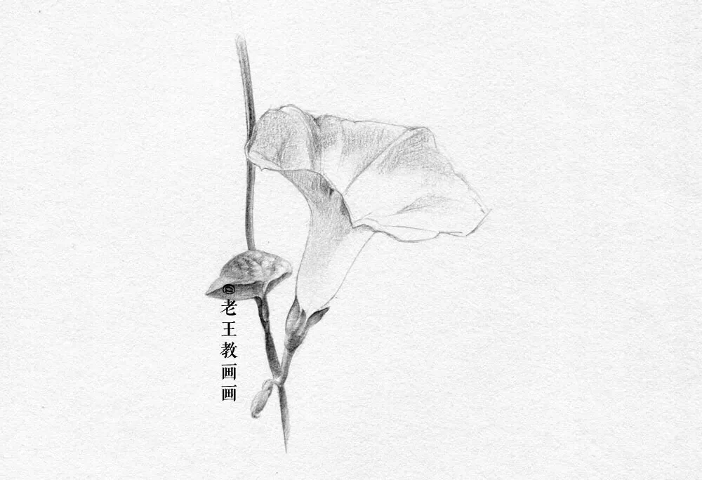 素描零基础小白也能画好画，这套详细的教程分享给你 第11张
