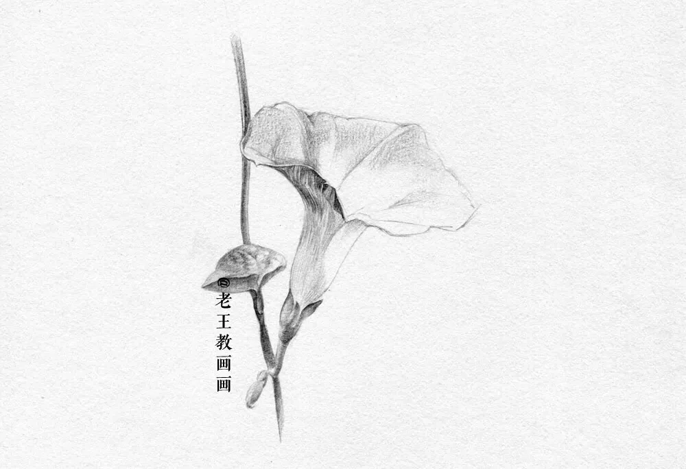 素描零基础小白也能画好画，这套详细的教程分享给你 第13张