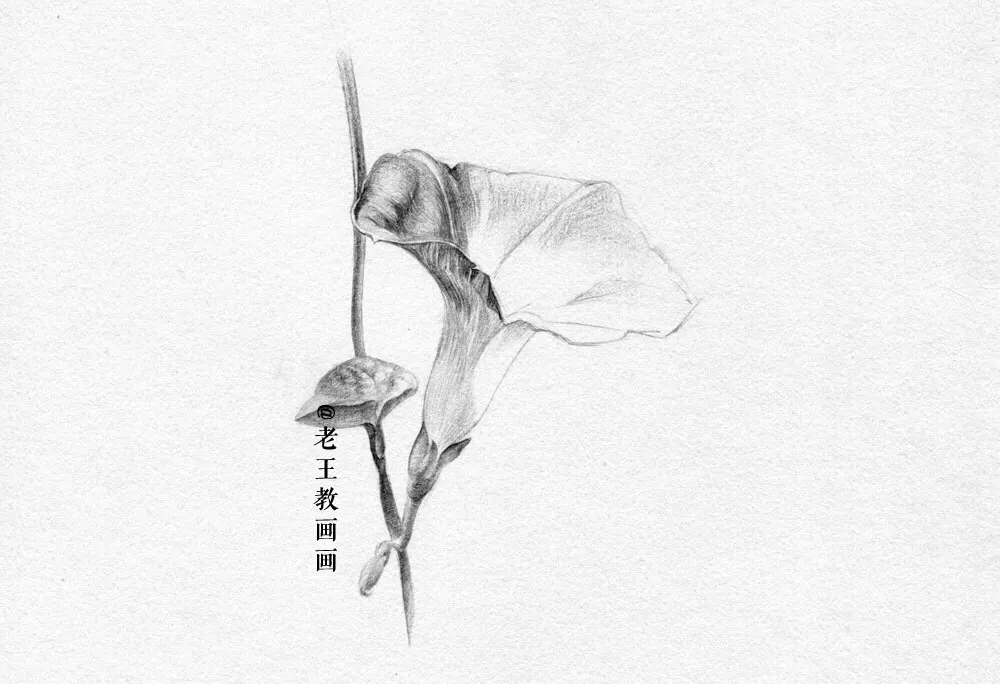 素描零基础小白也能画好画，这套详细的教程分享给你 第15张