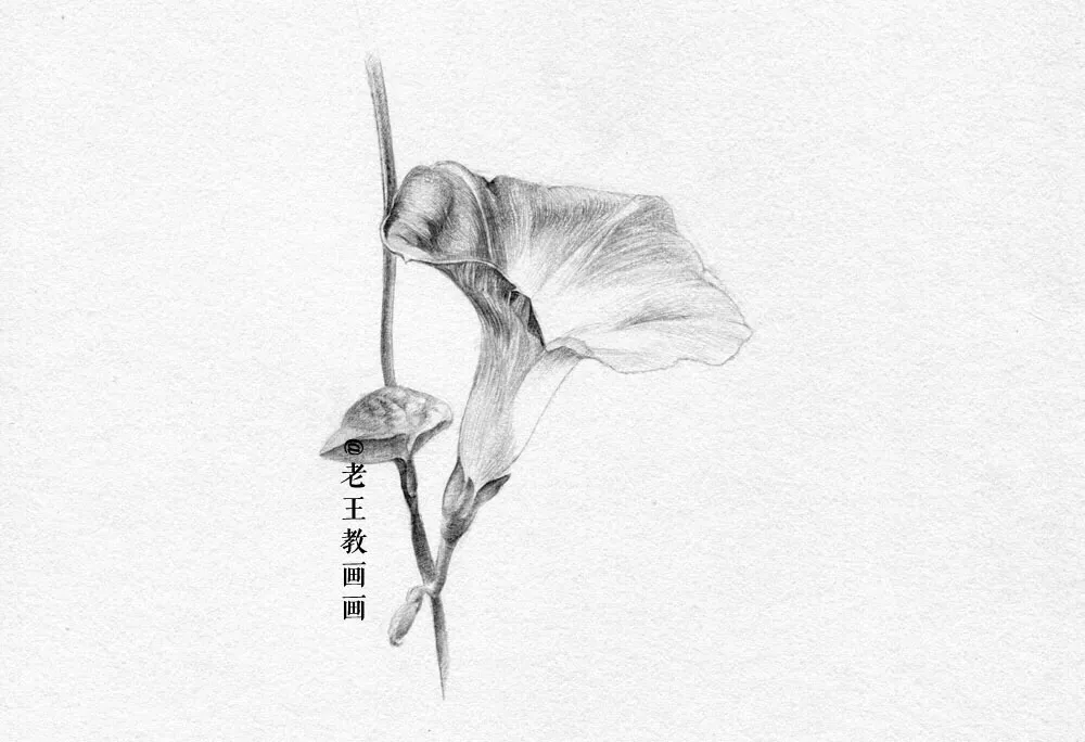 素描零基础小白也能画好画，这套详细的教程分享给你 第17张