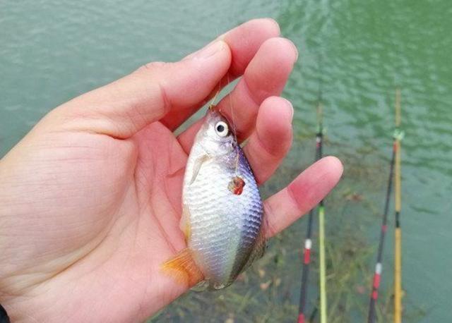 初冬遇到小杂鱼闹钩，3个解决方案帮助你 第5张