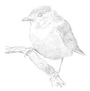 适合零基础学习的素描入门小教程 第7张