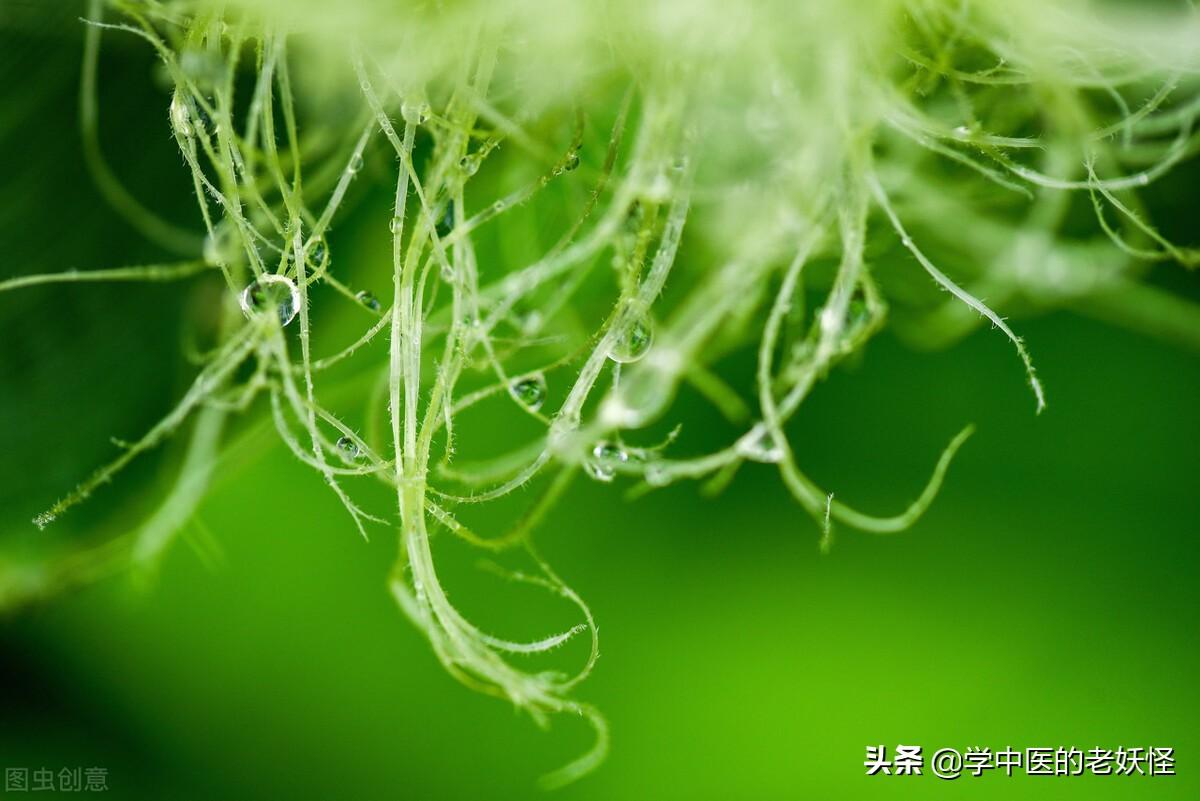 每日一中药——玉米须 第13张