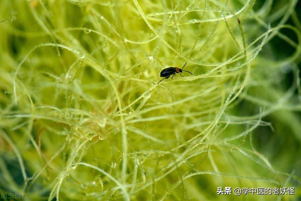 每日一中药——玉米须 第15张