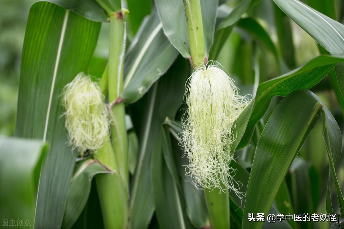 每日一中药——玉米须 第23张