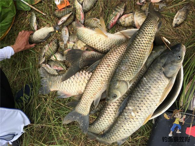 黑漂不中鱼是什么情况？并不一定是小鱼闹 第13张