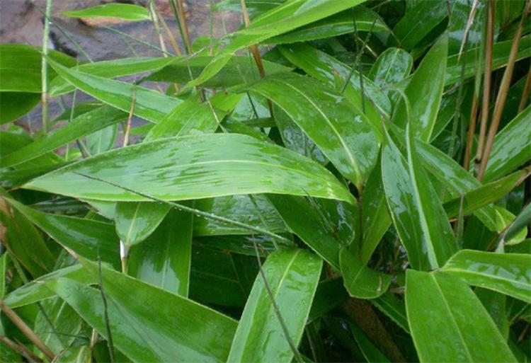 常识科普：粽叶是什么植物的叶子？南方用箬叶，北方用芦苇叶 第5张