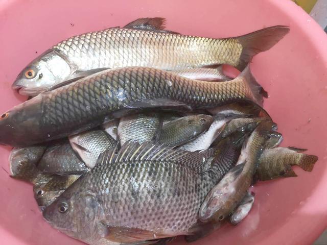 浅谈夏天夜钓开饵思路及钓位选择 第11张