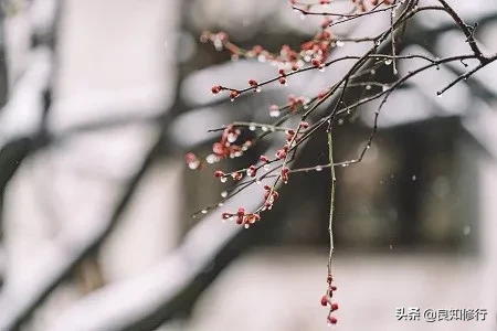 关于梅花古诗大全（最经典的梅花诗欣赏） 第1张