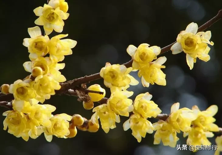 关于梅花古诗大全（最经典的梅花诗欣赏） 第5张