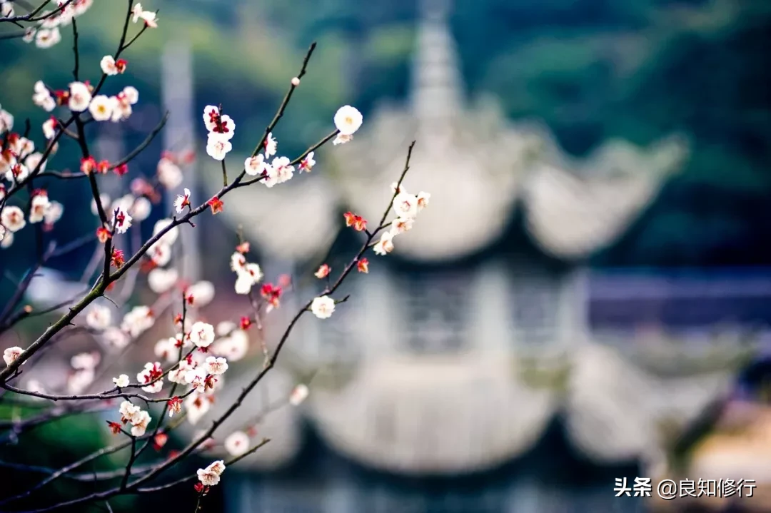 关于梅花古诗大全（最经典的梅花诗欣赏） 第7张