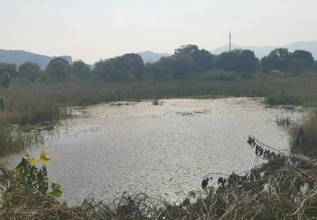 冬钓鲫鱼选钓位：找水草是第一步 第11张
