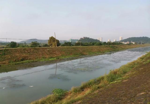 冬钓鲫鱼选钓位：找水草是第一步 第13张