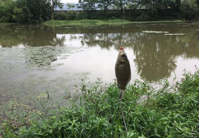 下完大雨河水暴涨，这些地方鱼最多，老钓友都抢着坐 第7张