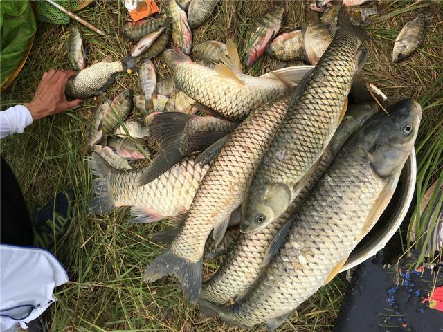 涨水后首选这几个地方，只要钓况非极端爆护概率大 第13张