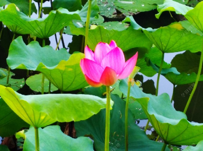黄梅雨季节的作钓之聊，如何选钓位，与作钓方法 第3张