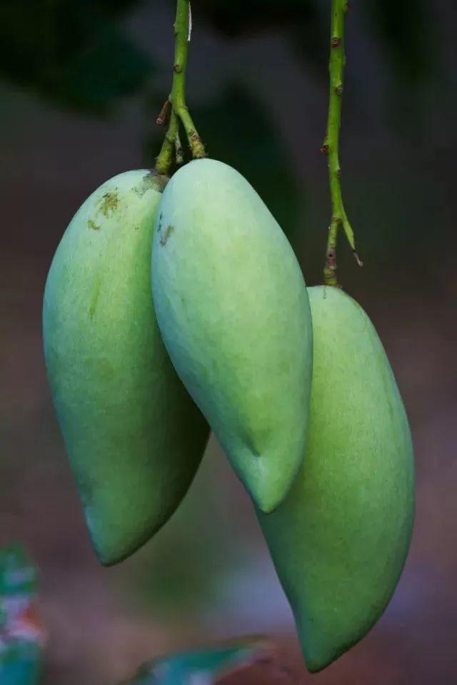 注意，芒果真的不能放冰箱 第9张