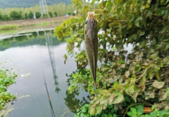 夏季选位就要找深潭？非也，钓位选择并非难事 第7张