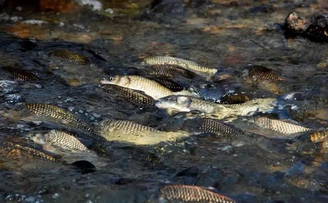 谈纽带型河流的钓鱼技巧和钓位选择 第5张