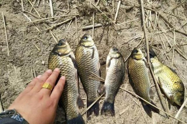 找到3个风水宝地，鲫鲤鱼接二连三的上 第7张
