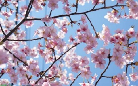 樱花什么时候开花（不同樱花品种的开放时间盘点）