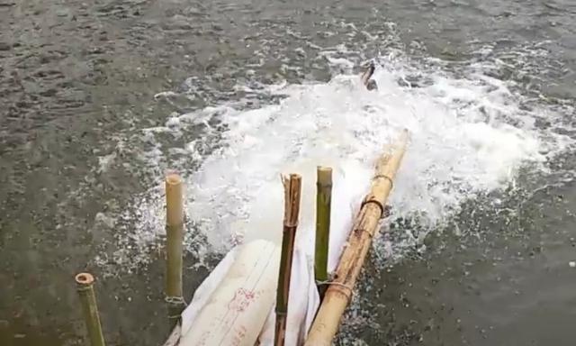 青鱼应分析水中氧含量与鱼情之间的关系，选择作钓位置 第5张