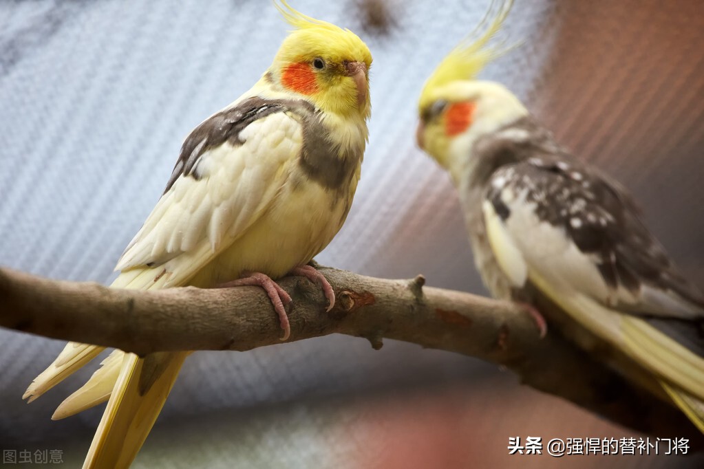 形容夫妻情深的诗句有哪些（夫妻相伴到老唯美语句） 第7张
