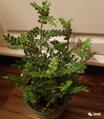 蚊子最讨厌4种花，家里养一盆，蚊子不敢进门！你家有吗？ 第1张