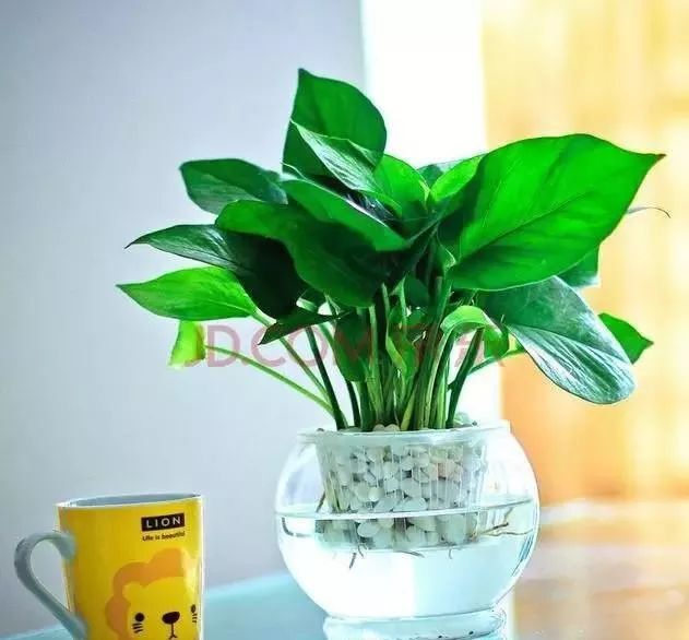 吊兰、绿萝、铜钱草，简单的水培教程！ 第1张