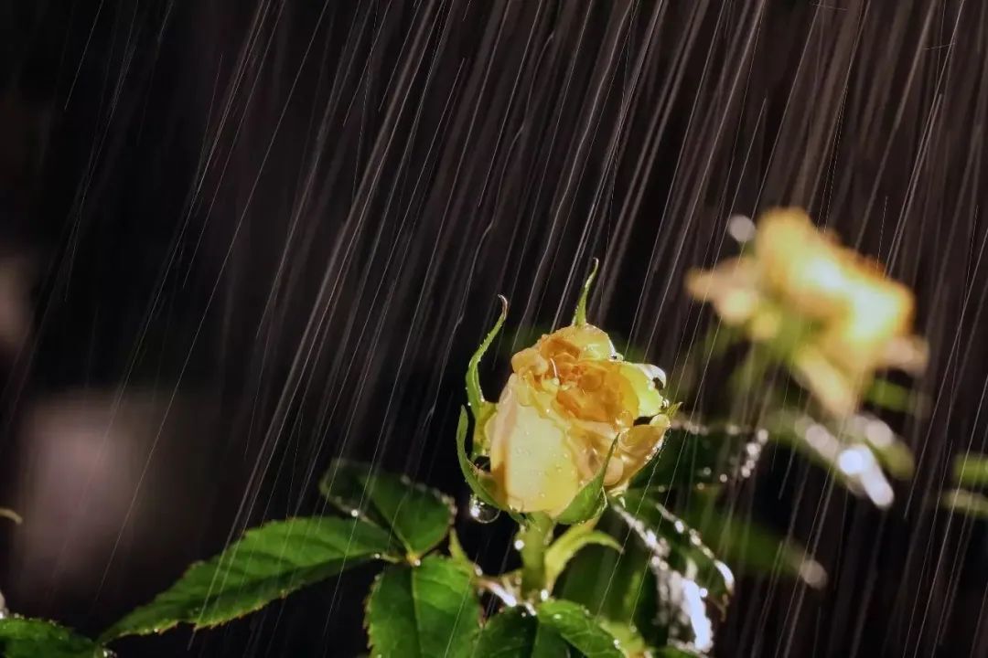 如何拍出春雨的味道和感觉 第9张