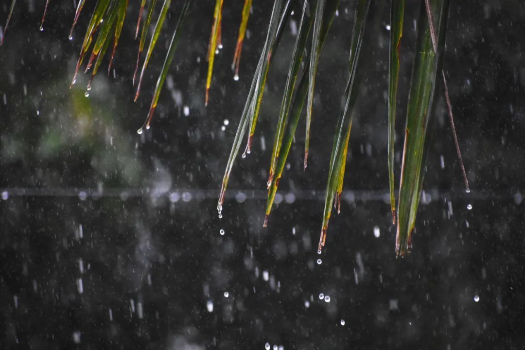 如何拍出春雨的味道和感觉 第19张