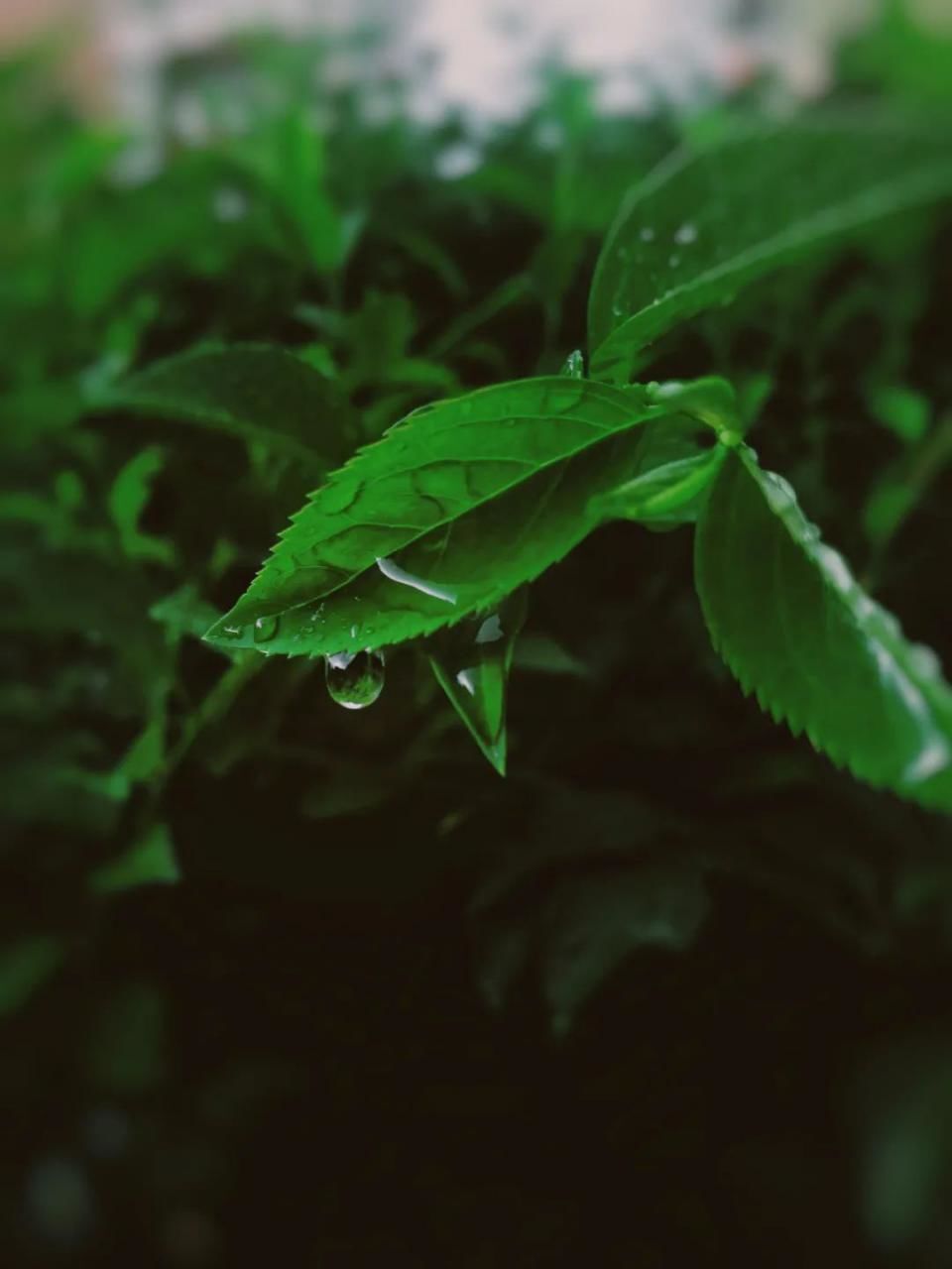 如何拍出春雨的味道和感觉 第21张