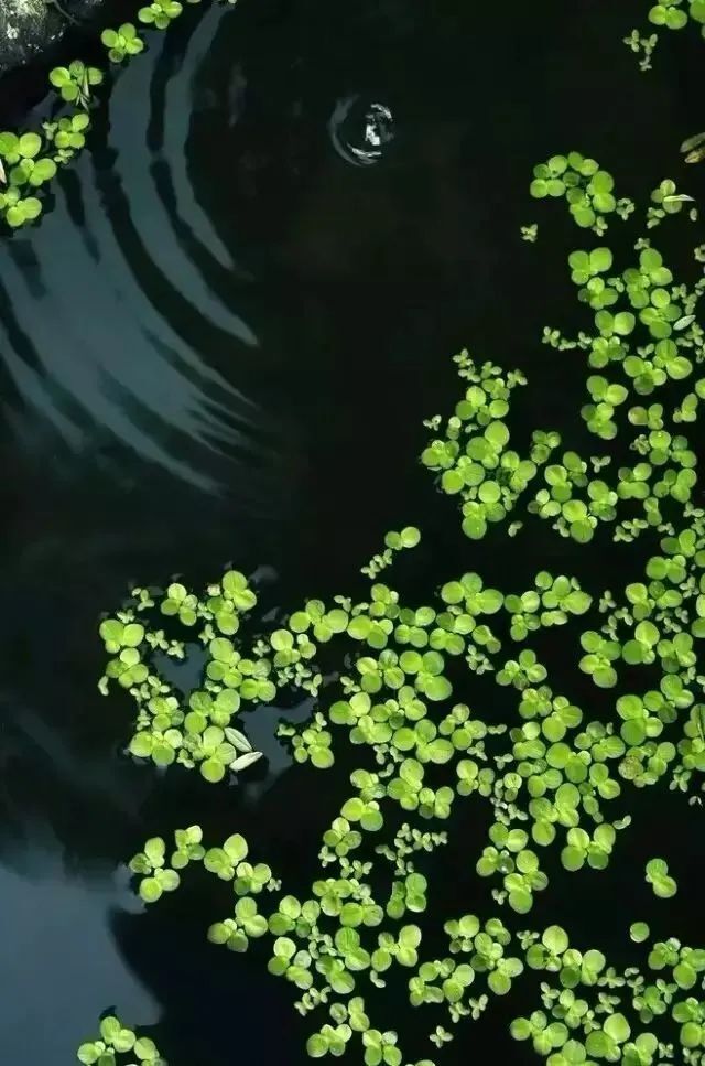 如何拍出春雨的味道和感觉 第25张