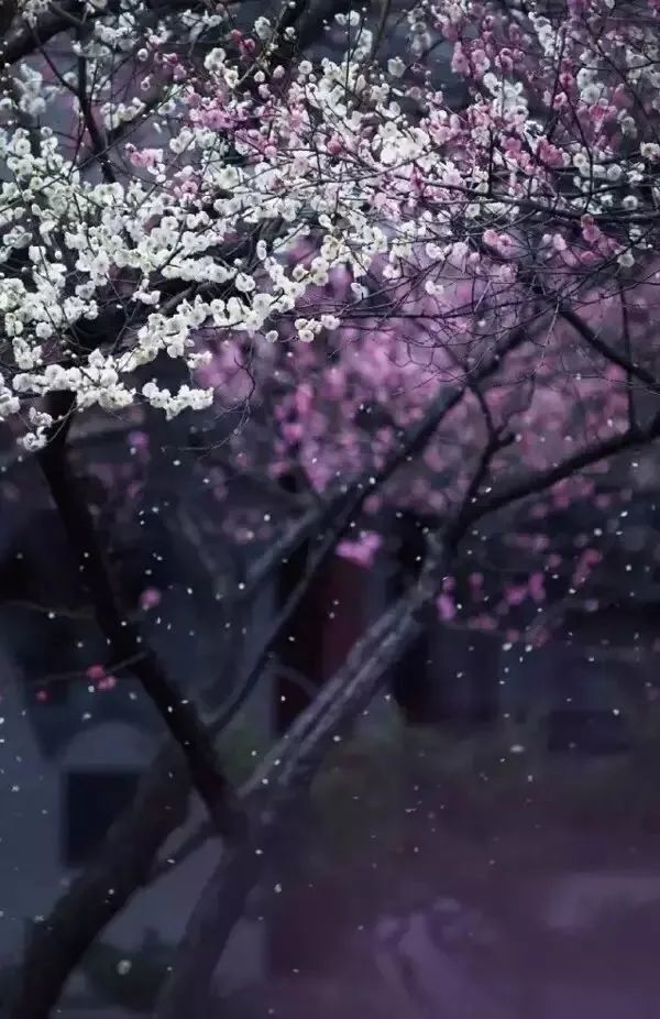 如何拍出春雨的味道和感觉 第27张