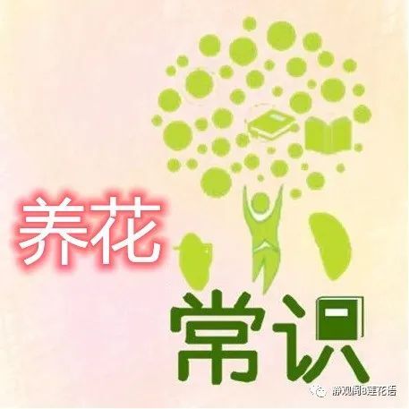 养花常识：秋天养茉莉花，养壮是关键，三件事别做错 第1张
