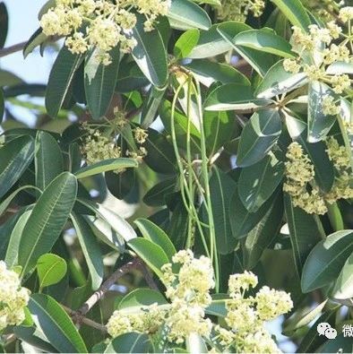 盆架树：开花腥臭难闻， 为何却“称霸”南方城市？ 第1张
