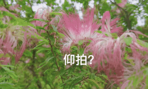 极简风格拍出植被的美感 第5张