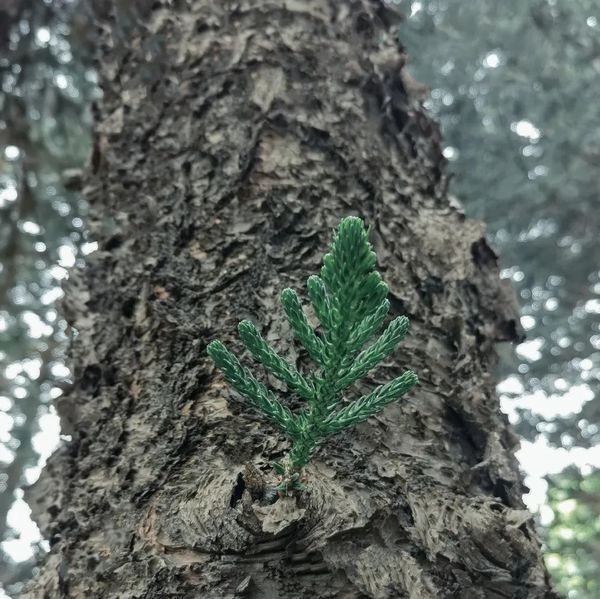 极简风格拍出植被的美感 第19张