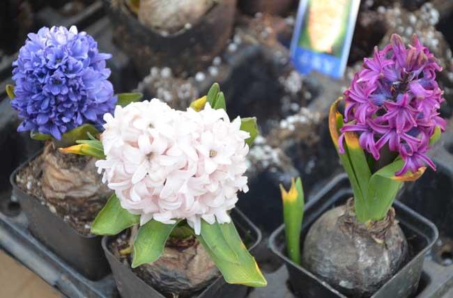 风信子有毒吗 风信子花香有毒吗 第5张