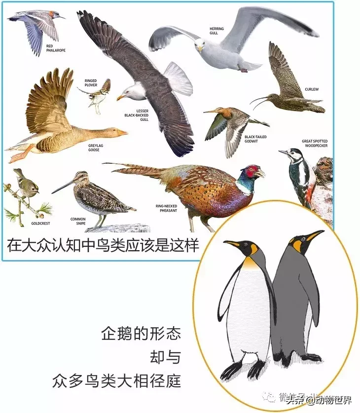 企鹅没有脖子吗？企鹅只生活在南极吗？读完这篇文章-全解（一） 第3张