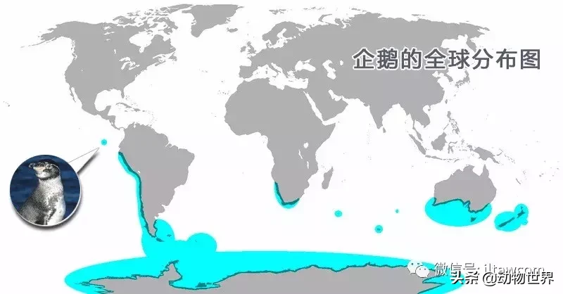 企鹅没有脖子吗？企鹅只生活在南极吗？读完这篇文章-全解（一） 第7张