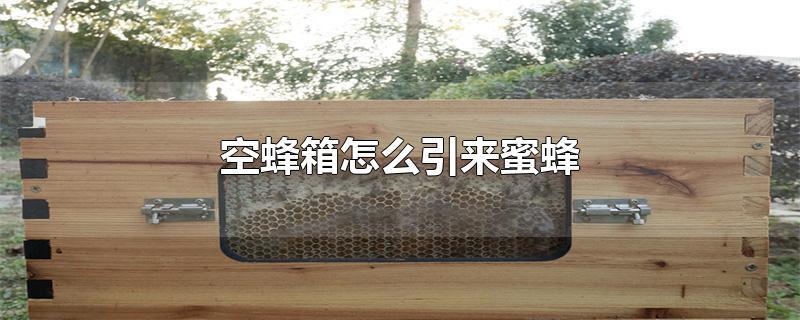 空蜂箱怎么引来蜜蜂 第1张