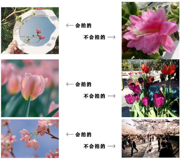 如何通过不同的构图技巧拍出好看的花卉 第1张