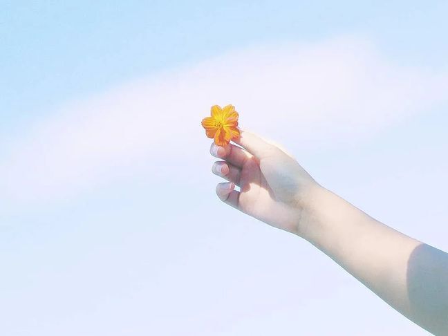 如何通过不同的构图技巧拍出好看的花卉 第11张