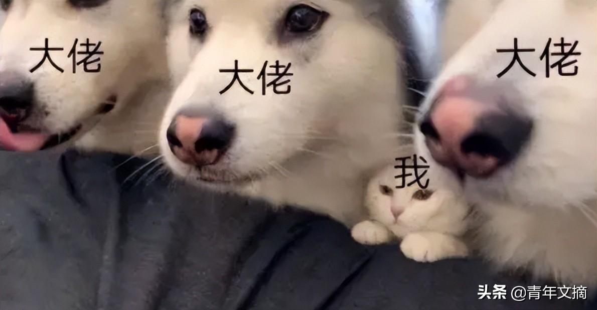 顶流明星考编，“小镇做题家”惹谁了？ 第27张
